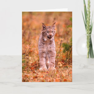 Bobcat Hunting   Autumn Forest Card