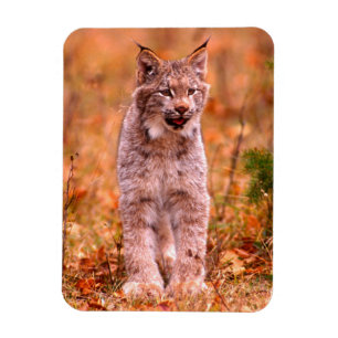 Bobcat Hunting   Autumn Forest Magnet
