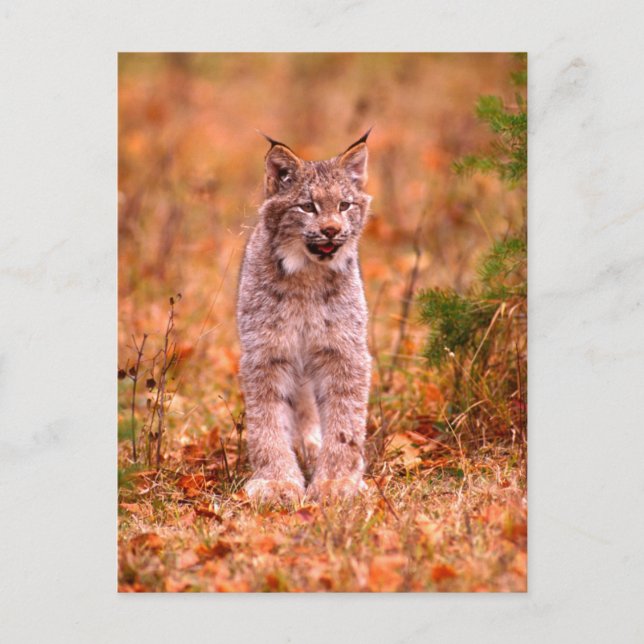 Bobcat Hunting | Autumn Forest Postcard (Front)