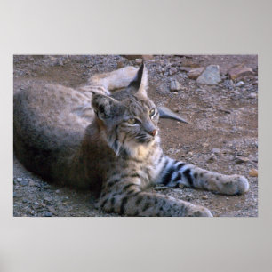 Bobcat in Sonoran Desert Poster
