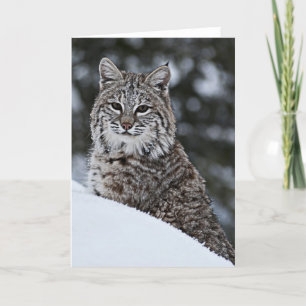 Bobcat in the Snow Card