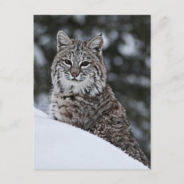 Bobcat in the Snow Postcard (Front)