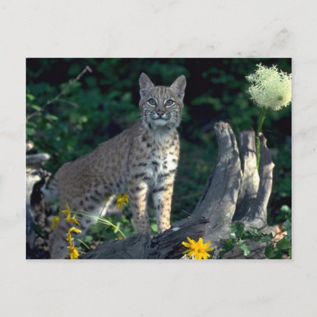 Bobcat in yellow daisies and bear grass in bloom postcard (Front)