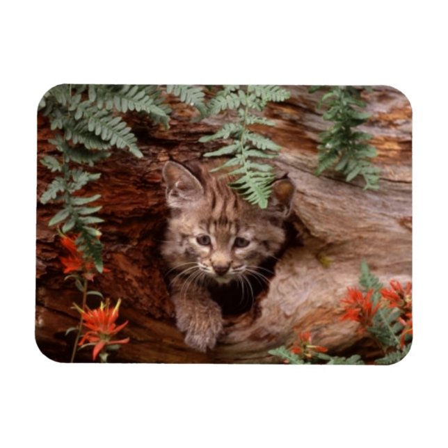 Bobcat Kitten Magnet (Horizontal)