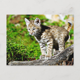 Bobcat Kitten Postcard