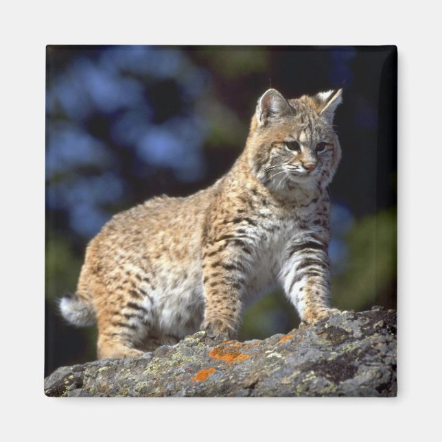 Bobcat Magnet (Front)
