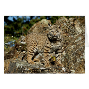 Bobcat on the Rocks