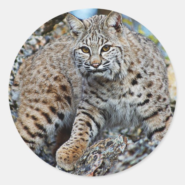 Bobcat on the Rocks Classic Round Sticker (Front)