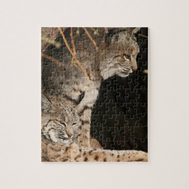 Bobcat Photo Puzzle (Vertical)