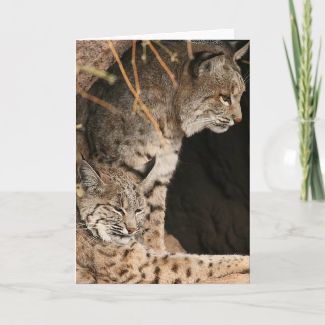 Bobcat Photos Greetign Card (Front)