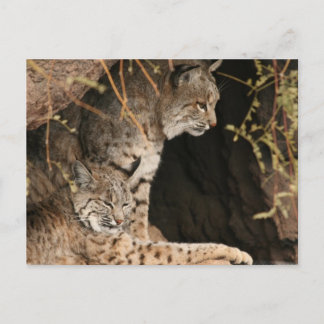Bobcat Photos Postcard