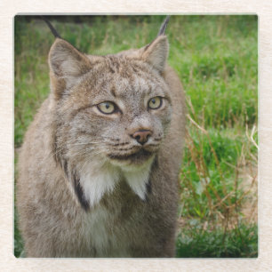 Bobcat Portrait Glass Coaster