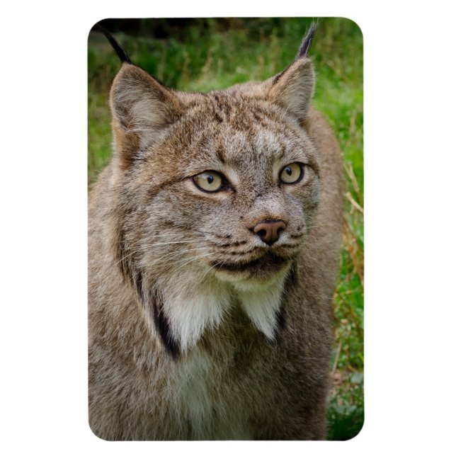 Bobcat Portrait Magnet (Vertical)