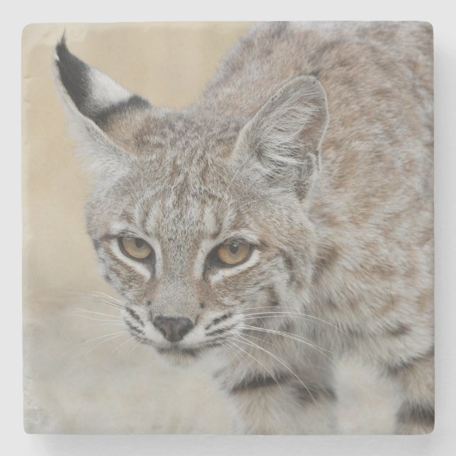 Bobcat Portrait Stone Coaster (Front)