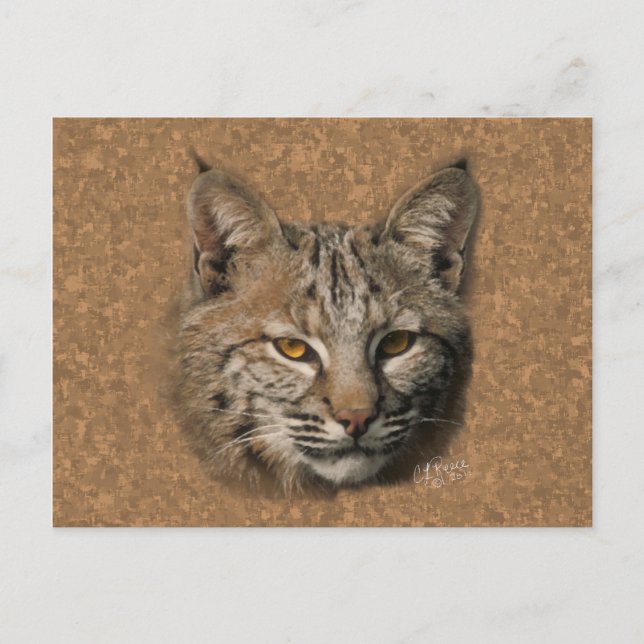Bobcat Postcard (Front)