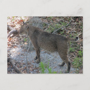 Bobcat Postcard