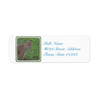 Bobcat Prowling