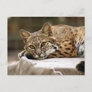 BobcatBCR018 Postcard