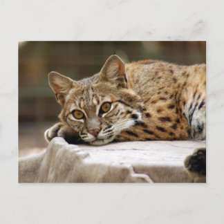 BobcatBCR018 Postcard