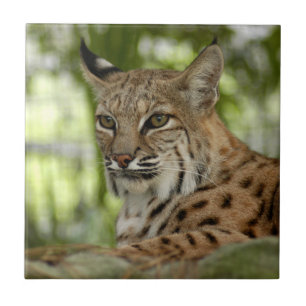 BobcatBCR032 Tile