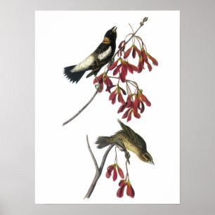 Bobolink by Audubon Poster
