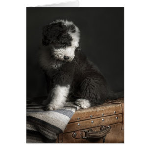 Bobtail puppy portrait in studio