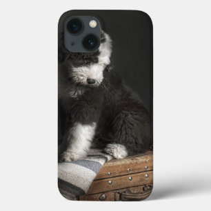 Bobtail puppy portrait in studio iPhone 13 case