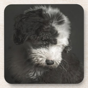 Bobtail puppy portrait in studio coaster