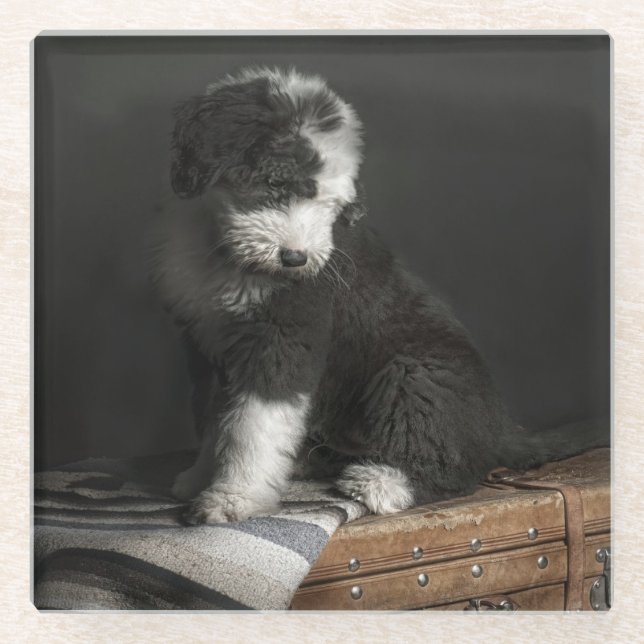 Bobtail puppy portrait in studio glass coaster (Front)