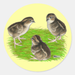 Bobwhite Quail Chicks Classic Round Sticker