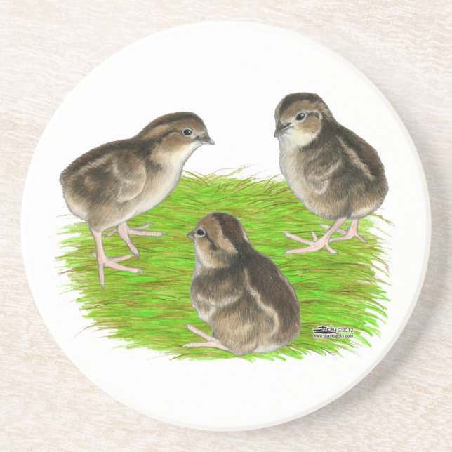 Bobwhite Quail Chicks Coaster (Front)