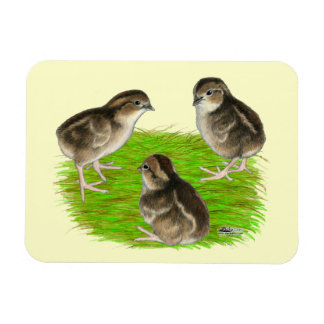 Bobwhite Quail Chicks Magnet