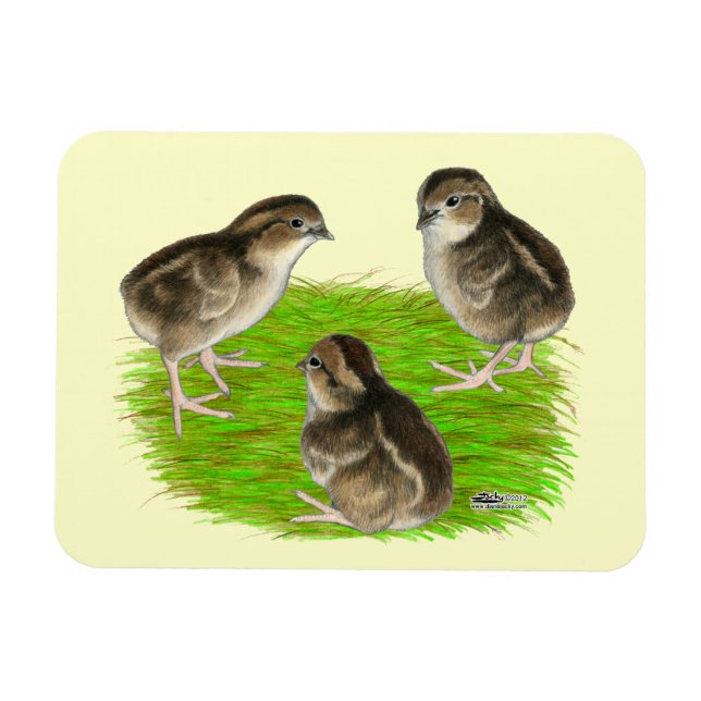 Bobwhite Quail Chicks Magnet (Horizontal)