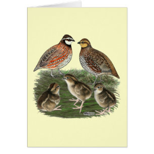 Bobwhite Quail Family