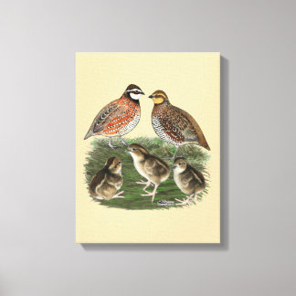 Bobwhite Quail Family Canvas Print