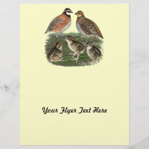 Bobwhite Quail Family Flyer