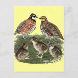 Bobwhite Quail Family Postcard