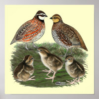 Bobwhite Quail Family