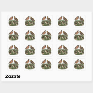 Bobwhite Quail Family Square Sticker