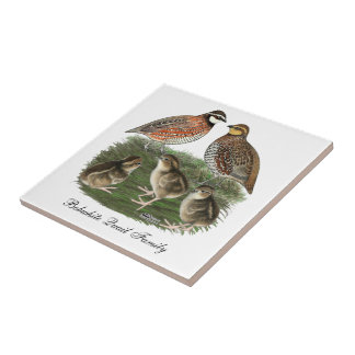 Bobwhite Quail Family Tile