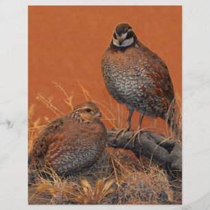 Bobwhite Quail (Georgia, Missouri and Tennessee)