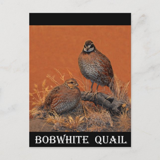 Bobwhite Quail (Georgia, Missouri and Tennessee) Postcard (Front)