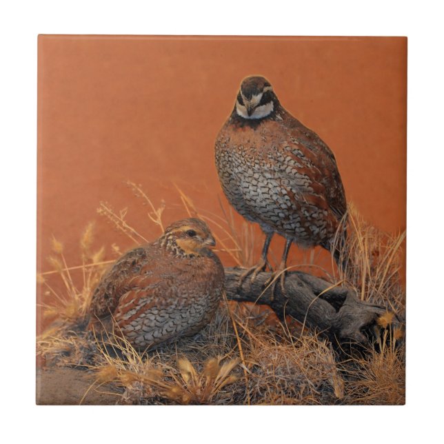 Bobwhite Quail (Georgia, Missouri and Tennessee) Tile (Front)