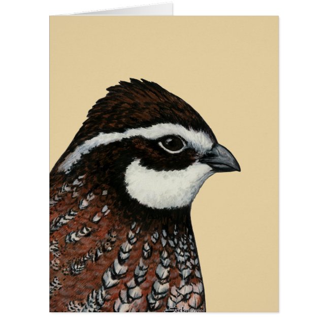 Bobwhite Quail Head (Front)