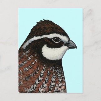 Bobwhite Quail Head Postcard