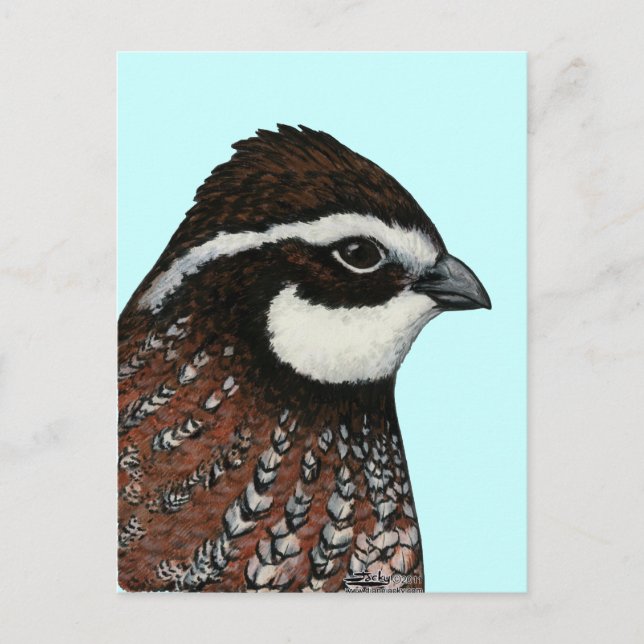 Bobwhite Quail Head Postcard (Front)