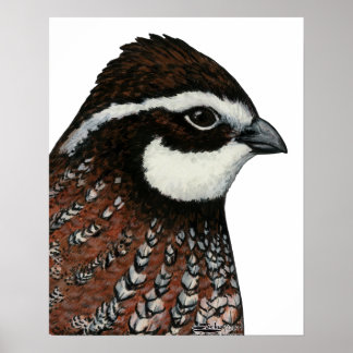 Bobwhite Quail Head Poster