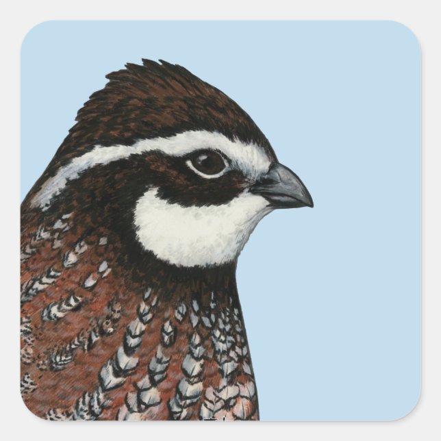 Bobwhite Quail Head Square Sticker (Front)