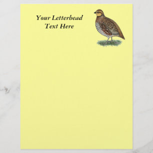 Bobwhite Quail Hen
