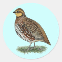 Bobwhite Quail Hen